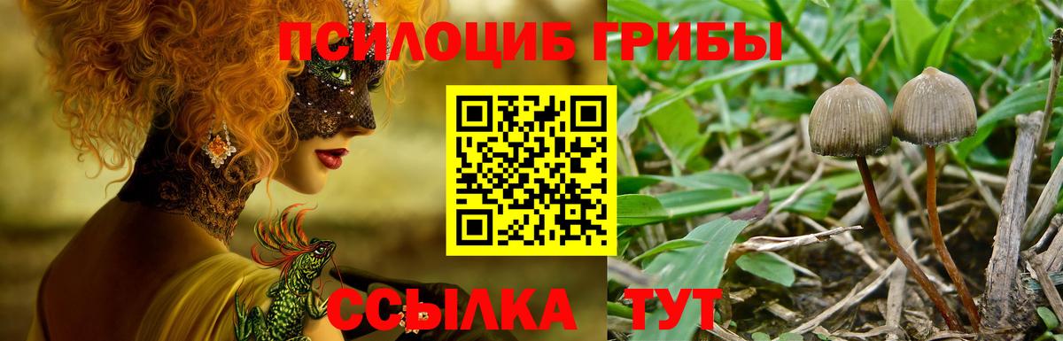Галлюциногенные грибы Psilocybe Богородск